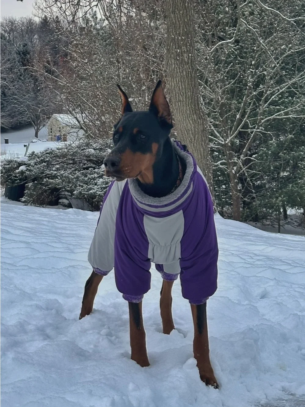 Large dog full body fleece lined jacket